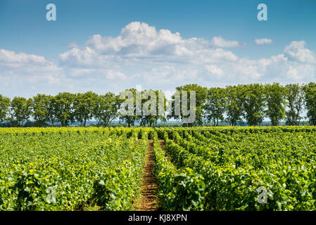 Die Weinberge der Côte de Beaune in der Nähe von Pommard, Burgund, Frankreich Stockfoto