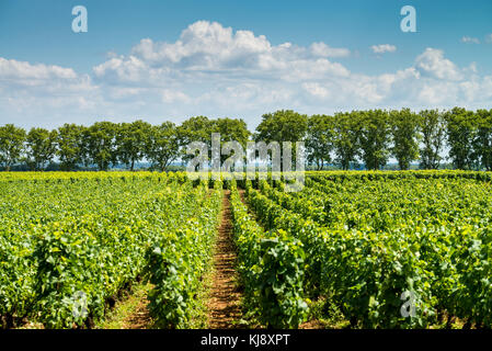 Die Weinberge der Côte de Beaune in der Nähe von Pommard, Burgund, Frankreich Stockfoto