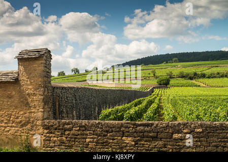 Die Weinberge der Côte de Beaune in der Nähe von Pommard, Burgund, Frankreich Stockfoto