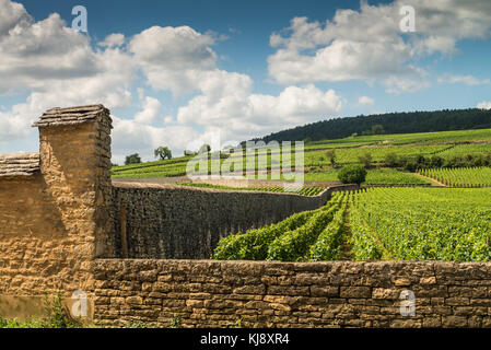 Die Weinberge der Côte de Beaune in der Nähe von Pommard, Burgund, Frankreich Stockfoto