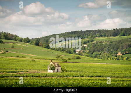 Die Weinberge der Côte de Beaune in der Nähe von Pommard, Burgund, Frankreich Stockfoto