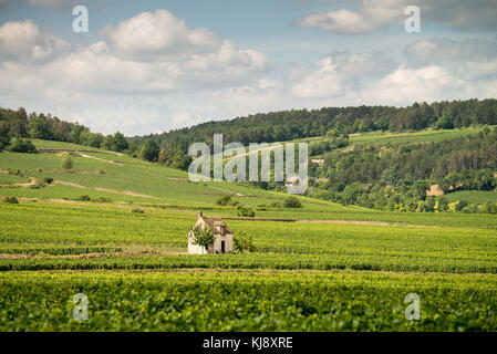 Die Weinberge der Côte de Beaune in der Nähe von Pommard, Burgund, Frankreich Stockfoto