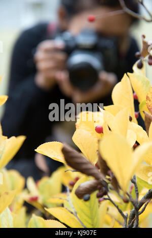 Die Frau mit der Kamera nimmt Bilder der Blätter am Baum. an der Pflanze konzentriert. Stockfoto