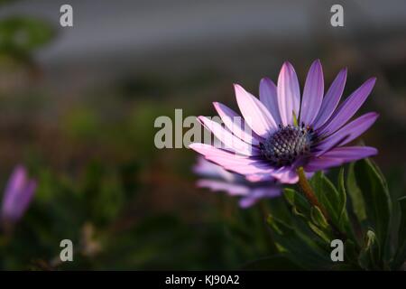 Violette Blume und seine schöne Statur und seine Natur, Stockfoto