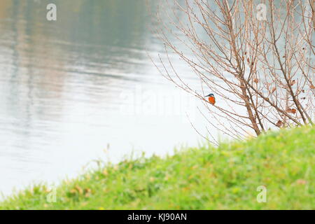 Eisvogel Jagd von tree branch Stockfoto