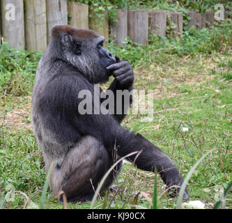 Ein Westlicher Flachlandgorilla in nachdenklicher Pose Stockfoto