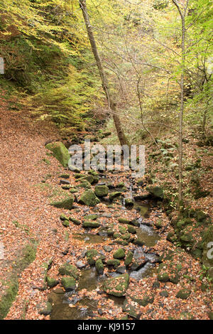 Sheffield, Großbritannien - 28 Okt: Tinker Bach versteckt in einem Teppich der Blätter im Herbst am 28 Okt 2016 Blick von packesel Brücke gefallen, Glen Howe Park Stockfoto
