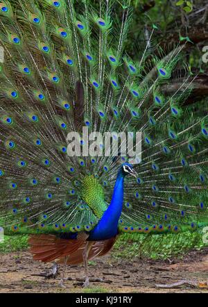 Portrait von wunderschönen Peacock mit Federn heraus. Die indischen Pfauen oder Blauer Pfau (Pavo cristatus) Stockfoto