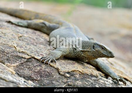 Bengalen Monitor auf dem Stein. Der bengalischen Monitor (varanus Bengalensis) oder gemeinsamen indischen überwachen. Yala National Park Sri Lanka. Stockfoto