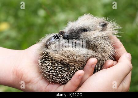 Europäische Igel cub Stockfoto