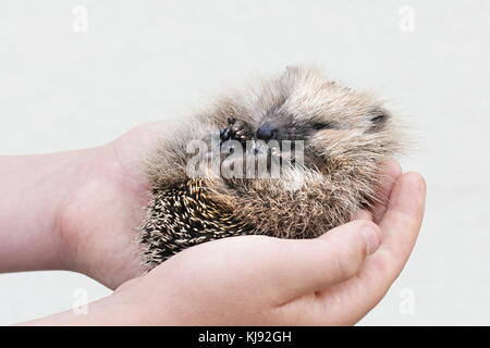 Europäische Igel cub Stockfoto