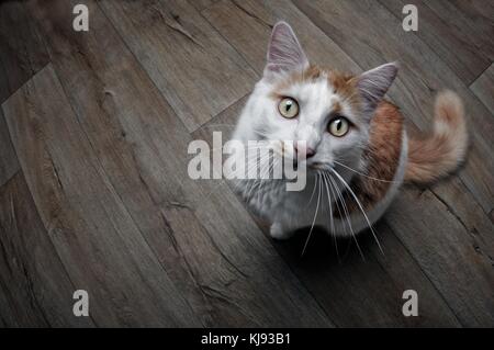 Abtract rauch Form in Blau und Grün auf Weiß isoliert Stockfoto