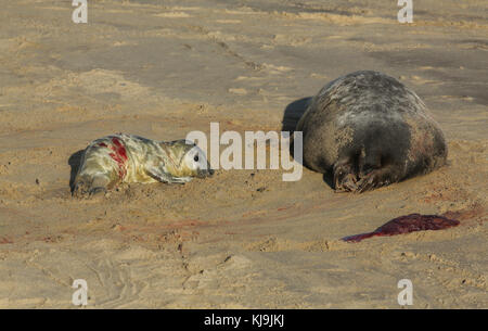 Ein neu geborener Grau seal Pup (halichoerus grypus) am Strand in der Nähe von seiner Mutter ruht bei horsey, Norfolk, Großbritannien. Stockfoto