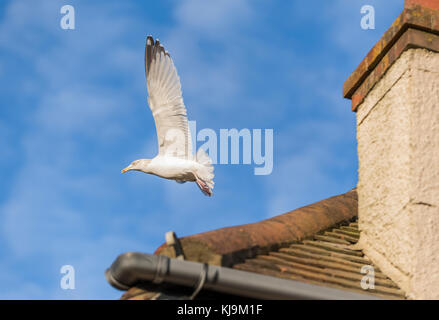 Nach Silbermöwe (Larus argentatus) fliegen vom Dach eines Hauses im Herbst in Großbritannien. Stockfoto