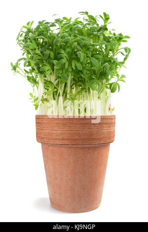 Brunnenkresse (Lepidium sativum) in Vase isoliert auf Weiß Stockfoto