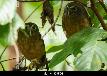 Ocker-bellied (Ninox Boobook ochracea), einen kleinen Vogel endemisch Tangkoko National Park, Sulawesi, Indonesien Stockfoto