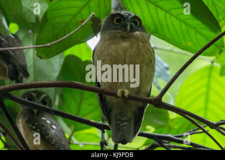 Ocker-bellied (Ninox Boobook ochracea), einen kleinen Vogel endemisch Tangkoko National Park, Sulawesi, Indonesien Stockfoto