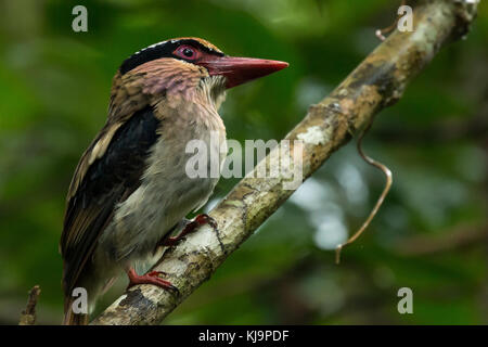 Lila ist Kingfisher (Cittura cyanotis), einen kleinen Vogel endemisch Tangkoko National Park, Sulawesi, Indonesien Stockfoto