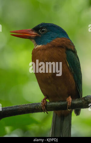 Green-backed Kingfisher (Actenoides monachus), Tangkoko National Park im Norden von Sulawesi, Indonesien Stockfoto