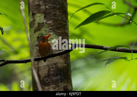 Sulawesi dwarf Kingfisher (keyx Fallax), einen kleinen Vogel endemisch Tangkoko National Park, Sulawesi, Indonesien Stockfoto