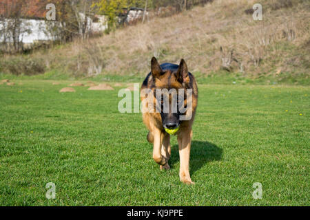 Deutscher Schäferhund in der Ausbildung Stockfoto