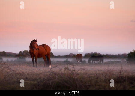 New Forest Ponys in einem nebelhaften Sonnenuntergang Stockfoto