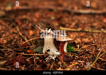 Pilz Pilz Schottland Stockfoto