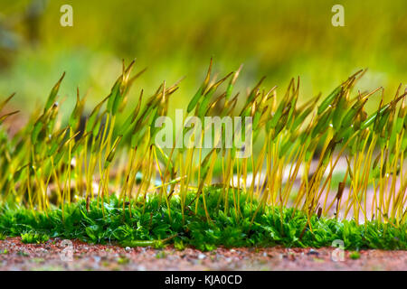 Jungen sporophyten der Wand verschrauben - Moos, Tortula muralis, wachsende Vom gametophyte Kissen auf einen Garten Wand Stockfoto