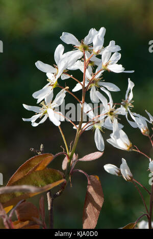 Weiße Blüten und junge Blätter, Serviceberry Amelanchier canadensis, ein Garten Strauch oder kleiner Baum im Frühling Stockfoto