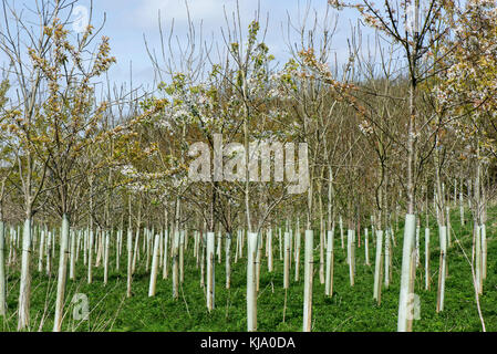 Eine Plantage von jungen Bäumen für Wälder, blühende wilde Kirschen und Andere, in Schutzhülle aus Kunststoff Rohre im Frühling, Berkshire, April Stockfoto