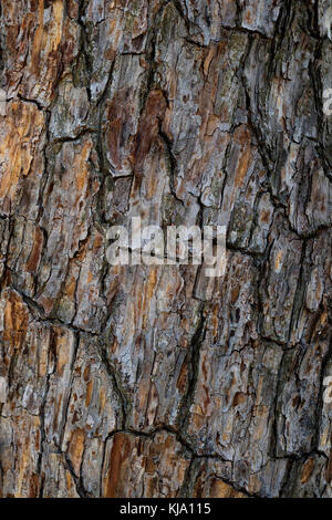 Verwitterten alten hölzernen Baumrinde full frame Stockfoto
