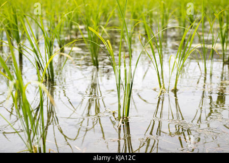 Reisfeld mit grünen jungen Pflanzen im Frühjahr, hotaka, Japan Stockfoto