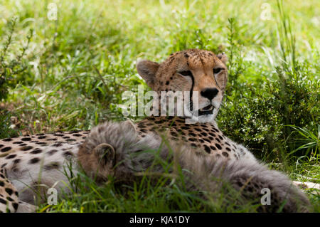 Cheetah (Acynonix jubatus) und Cub, Masai Mara, Kenia Stockfoto