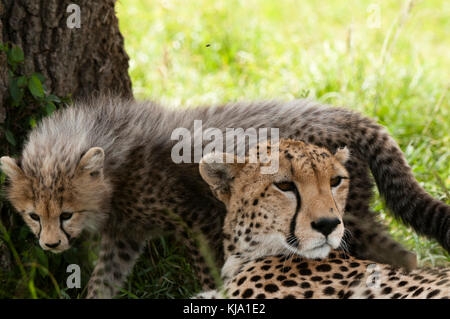 Cheetah (Acynonix jubatus) und Cub, Masai Mara, Kenia Stockfoto