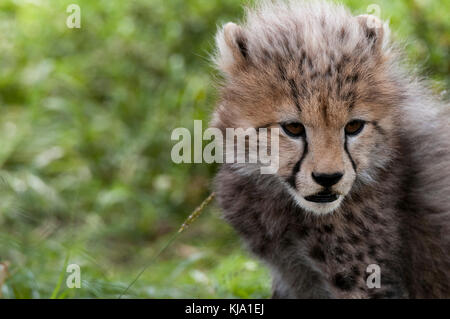 Cheetah Cub (Acynonix jubatus), Masai Mara, Kenia Stockfoto