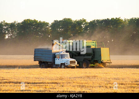 Ein Mähdrescher dumps Sojabohnen in einer halb Traktor - Anhänger bei Sonnenuntergang Stockfoto