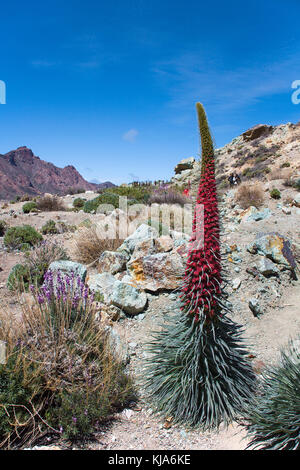 Wildprets Natternkopf, Diamant-natternkopf, rote tajinaste (Echium wildpretii), Teneriffa bugloss, Rot bugloss, Teneriffa, Kanaren, Spanien Stockfoto