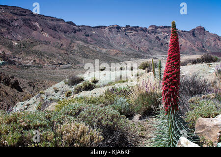 Wildprets Natternkopf, Diamant-natternkopf, rote tajinaste (Echium wildpretii), Teneriffa bugloss, Rot bugloss, Teneriffa, Kanaren, Spanien Stockfoto