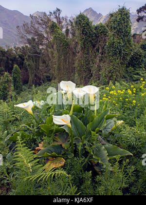 Gewoehnliche calla (Zantedeschia aethiopica) auch zimmerkalla genannt, gemeinsame Calla, Altar - Lily, Teneriffa, Kanarische Inseln, Spanien Stockfoto