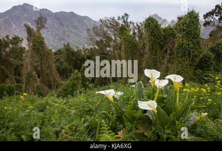 Gewoehnliche calla (Zantedeschia aethiopica) auch zimmerkalla genannt, gemeinsame Calla, Altar - Lily, Teneriffa, Kanarische Inseln, Spanien Stockfoto