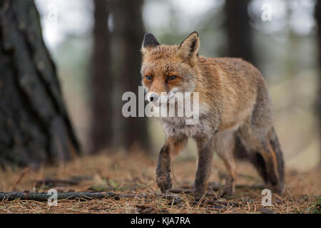 Red Fox/Rotfuchs (Vulpes vulpes) Erwachsenen, zu Fuß durch den Wald, Jagd, näher, Vorderansicht, Wildlife, Europa. Stockfoto