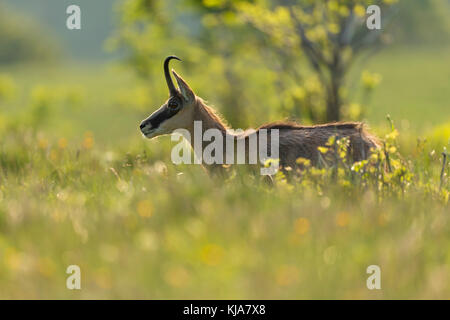 Gämse ( Rupicapra rupicapra ), Erwachsene, stehend in hohem saftigem Gras einer blühenden Almwiese, schönes, strahlendes Licht, Wildtiere, Europa. Stockfoto