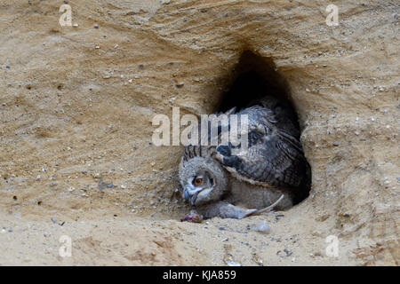 Uhu/europäischer Uhu (Bubo bubo), junges Küken am Nistplatz, Fütterung auf Beute (NUTRIA), Wildlife, Europa. Stockfoto