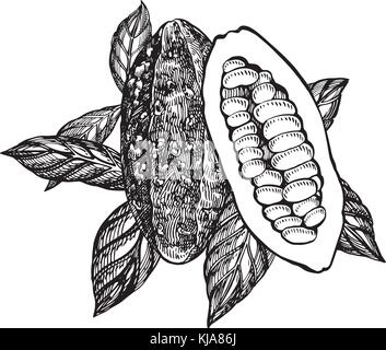 Schokolade Kakaobohnen Vector Illustration. graviert Stil Abbildung. skizziert Hand gezeichnet Kakaobohnen, Baum, Blätter und Zweige. Stock Vektor