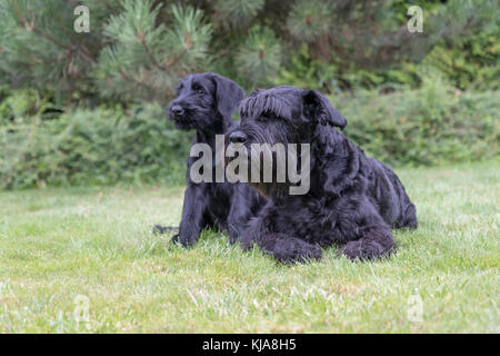 Cool Paar riesige schwarze Zwergschnauzer Hund liegen und sitzen auf der Liegewiese im Garten. Stockfoto