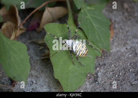 Gelbe Spinne auf der Liste Stockfoto