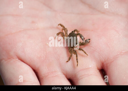 Kleine Einsiedlerkrebs in der Hand Stockfoto