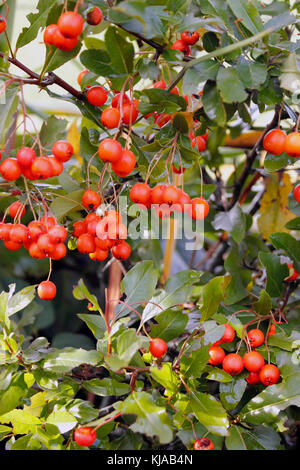 Pyrancantha cadrow sind in Spalte d'firethorn Strauch Stockfoto