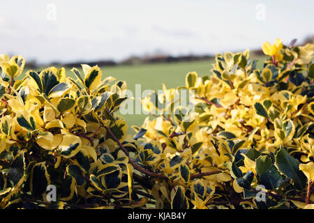 Ilex 'Golden King' Stechpalme Bush Stockfoto