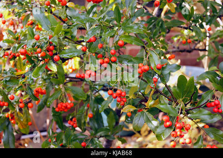 Pyrancantha cadrow sind in Spalte d'firethorn Strauch Stockfoto